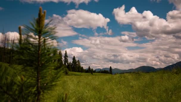 Wolken kantelen van jonge bomen en grasland — Stockvideo