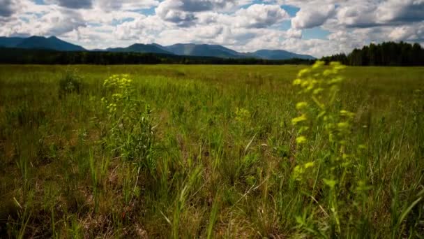 Prados em Montana — Vídeo de Stock