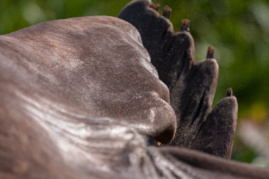 Deniz fili görünümü kapatın