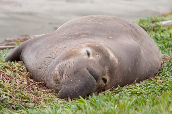 Deniz fili görünümü kapatın