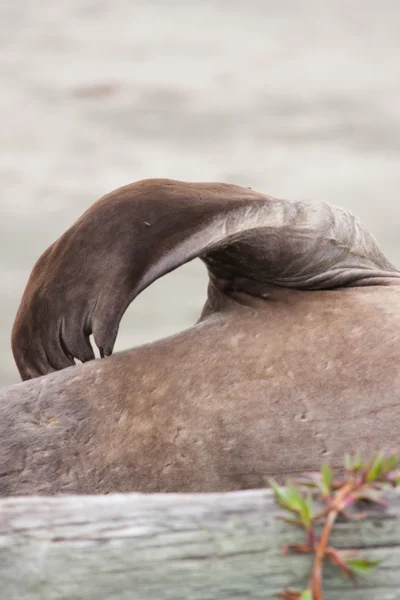 Deniz fili görünümü kapatın
