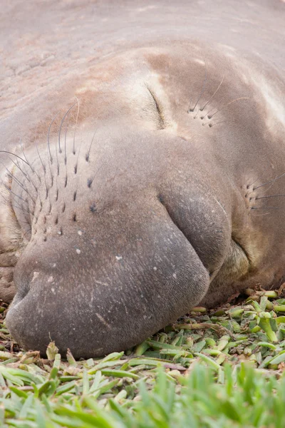 Deniz fili görünümü kapatın