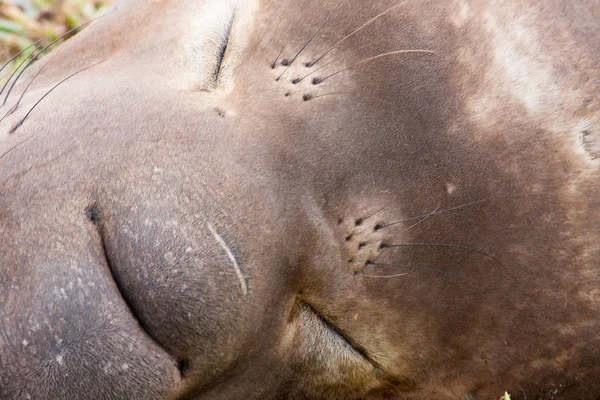 Éléphant phoque vue de près — Photo