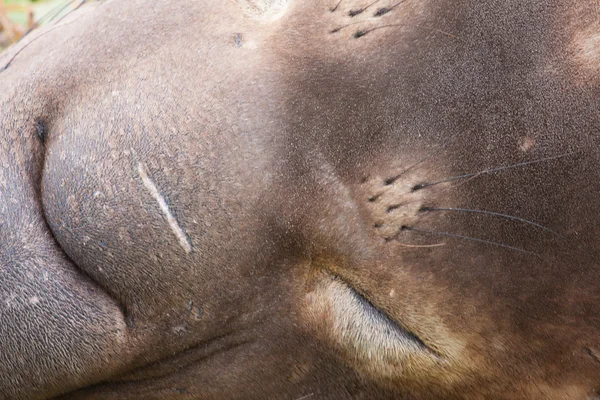 Deniz fili görünümü kapatın