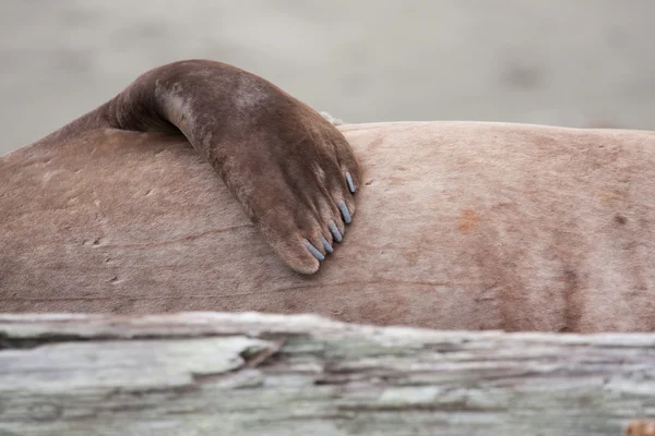 Close-up van zeeolifant — Stockfoto