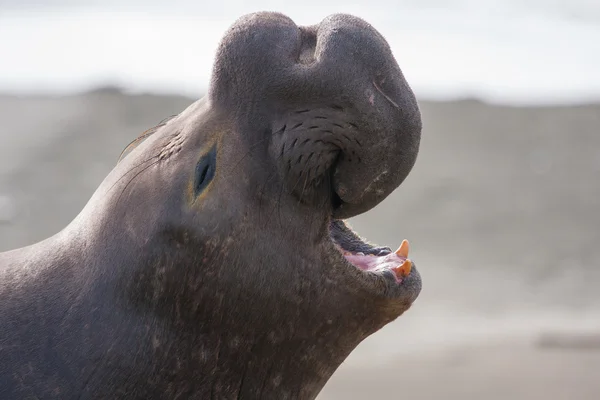 Close-up van zeeolifant — Stockfoto