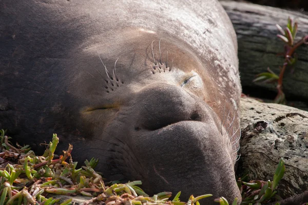 Close-up van zeeolifant — Stockfoto