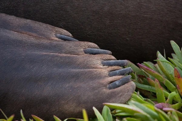 Deniz fili görünümü kapatın