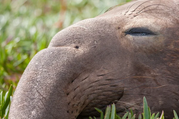 Deniz fili görünümü kapatın
