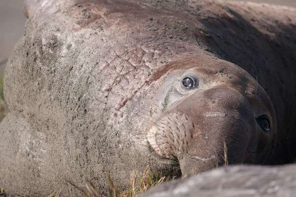 Deniz fili görünümü kapatın