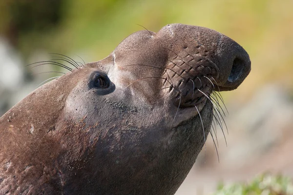 Close-up van zeeolifant — Stockfoto