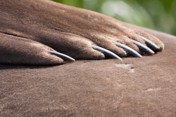 Deniz fili görünümü kapatın