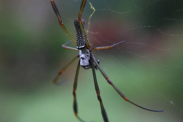 Macro Horror Spider Web — Foto Stock