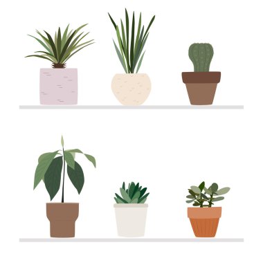 Kapalı kaplarda farklı bir çiçek seti. İç mekan. Bitki yetiştiriyor.