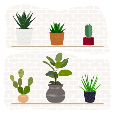 Kapalı kaplarda farklı bir çiçek seti. İç mekan. Bitki yetiştiriyor.