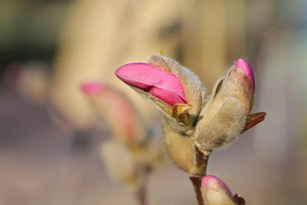 Pembe manolya ağacının çiçek açan dalı. İlkbahar.