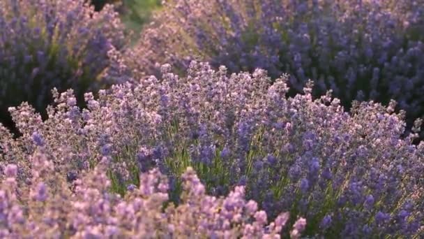 Campo de lavanda — Vídeo de Stock