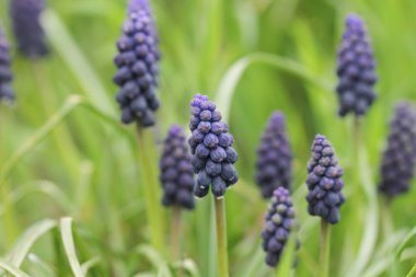 İlkbaharda küçük mavi muscari çiçeği. İlkbahar.