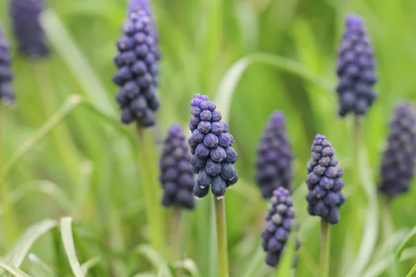 İlkbaharda küçük mavi muscari çiçeği. İlkbahar.