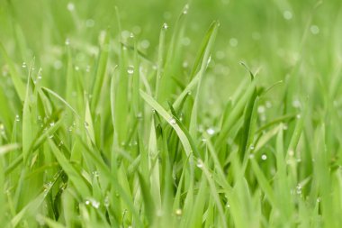 Yeşil çimlerin üzerinde sabah çiği. İlkbahar.