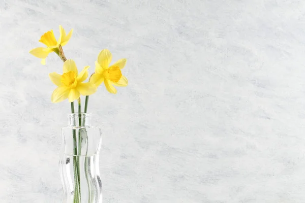Cam bir vazoda üç sarı nergis. İlkbahar.