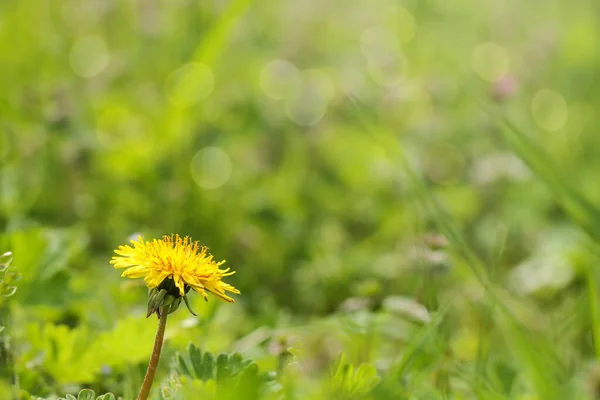 Yellow Dandelion Green Meadow Background — Stock fotografie