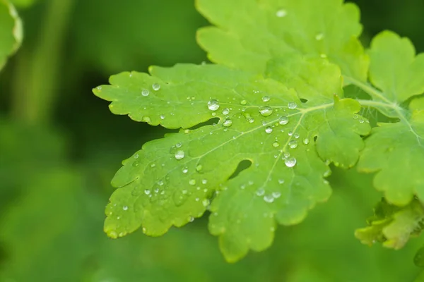 Yeşil yapraklı yağmur damlaları. Ormanda ilkbahar.
