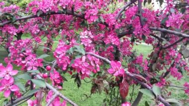 Malus Cennet Elması