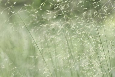 Bulanık bir arka planda hassas dikenler. Bitkisel geçmiş.