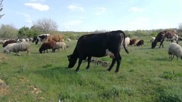 Vacas e ovelhas pastam em um prado verde. — Vídeo de Stock