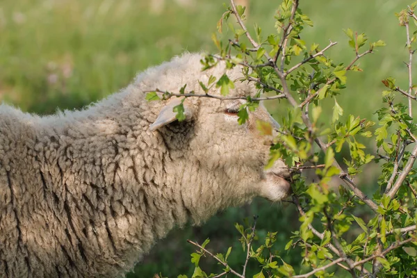 Beyaz bir koyun yaprak yiyor. Çiftlik.