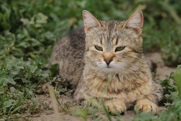 Chat Brun Tabby Trouve Dans Herbe Animaux Compagnie — Photo