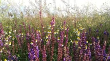 Çiçekli çayır papatya çayı ve adaçayı. 