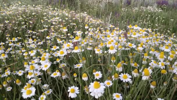 Geneeskrachtige kamille groeit in de weide. — Stockvideo