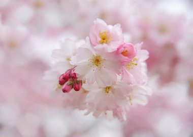 Sakura ağacının güzel baharı.