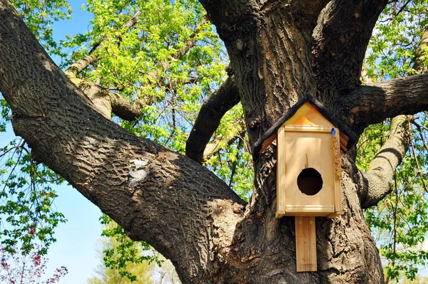Птичий Домик Стволе Дерева Парке — стоковое фото
