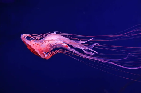 Red orange Japanese sea nettle jellyfish
