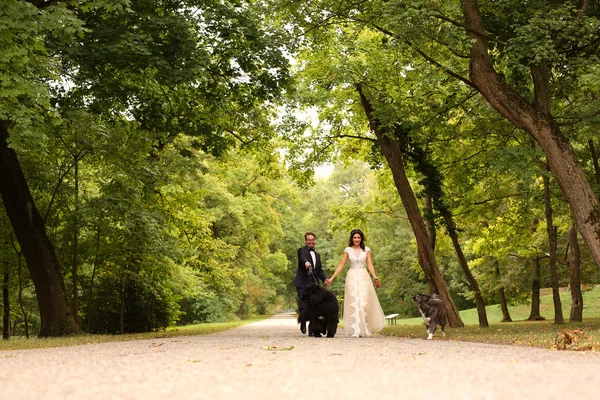 Mooie bruidspaar honden wandelen in het park — Stockfoto