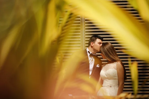 Vackra bruden och brudgummen omfattar — Stockfoto