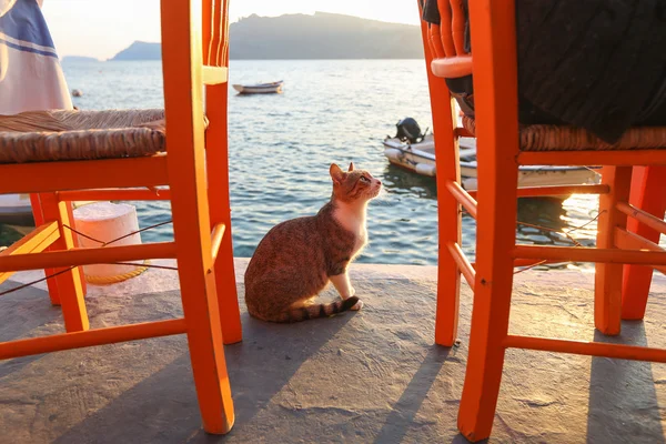 Gato cerca del mar —  Fotos de Stock