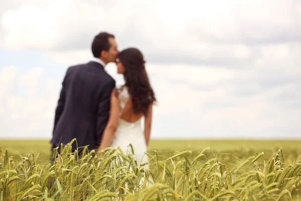 Novia y novio posando en los campos — Foto de Stock