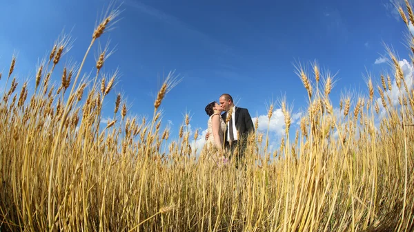 Bruid en bruidegom kussen in veld — Stockfoto