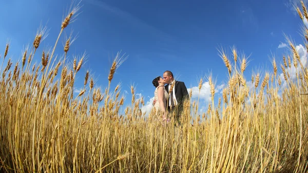 Noiva e noivo beijando no campo — Fotografia de Stock