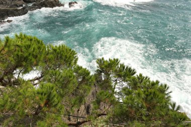 İrlanda Sahil, güzel fauna