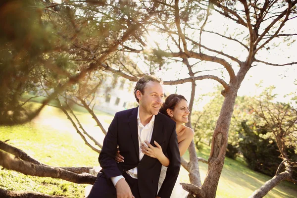 Жених и невеста сидят на дереве — стоковое фото
