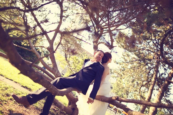 Mariée assise dans un arbre — Photo