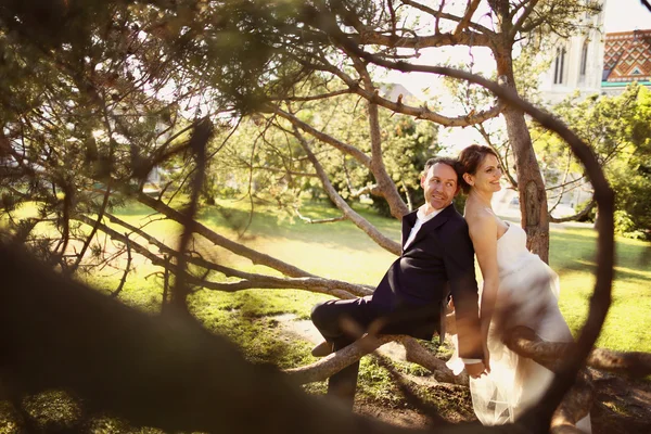 Novia y novio sentados en un árbol —  Fotos de Stock