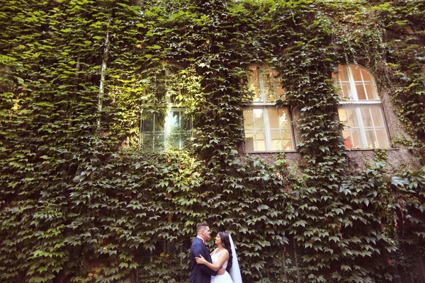 Novia y novio rodeados de hojas de hiedra —  Fotos de Stock