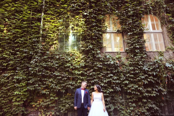Bruden och brudgummen omgiven av murgröna blad — Stockfoto