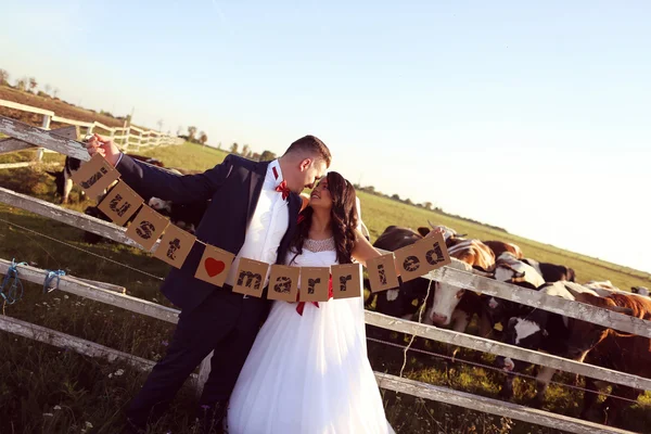 Bride and groom holding Just Married cards, near cow farm — Stock Photo, Image